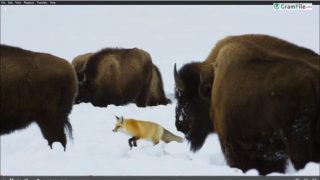 WebTorrent Desktop Download